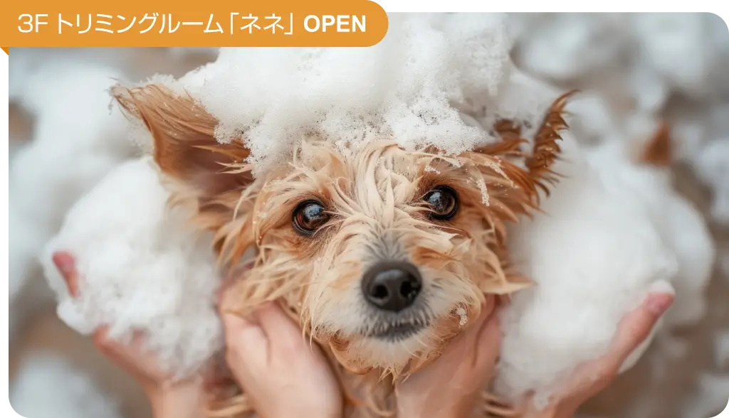 3Fトリミングルーム「ネネ」 OPEN