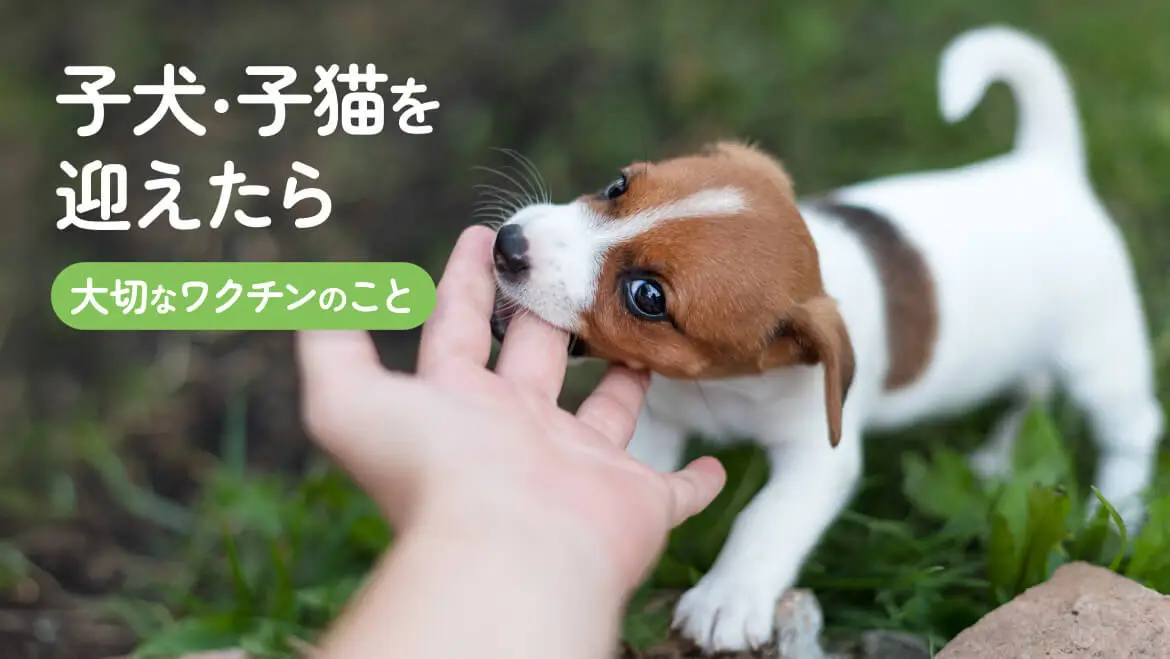 子犬・子猫を迎えたら 大切なワクチンのこと